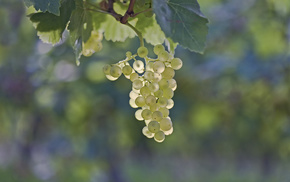 grapes, macro, leaves