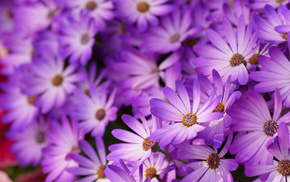 petals, flowers, macro