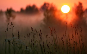 forest, mist, sunset, grass, nature