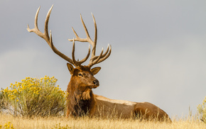 animals, bushes, deer, horns