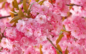 sakura, nature, flowers, spring