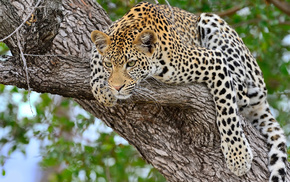 tree, leopard, animals