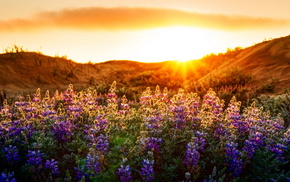 nature, landscape, light, flowers