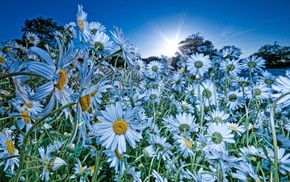 Sun, field, nature, chamomile, flowers
