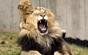 animals, game, lion