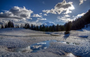 nature, trees, snow
