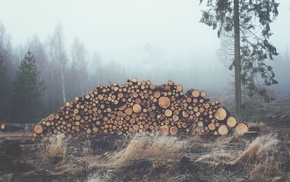 mist, wood