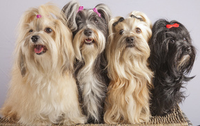 animals