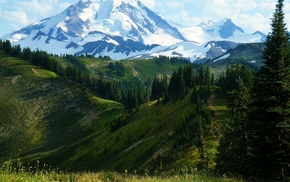 forest, mountain, nature