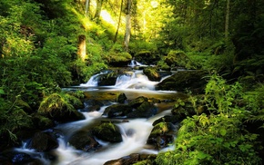 trees, river, forest, nature