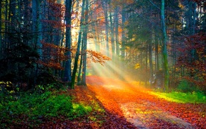 forest, sunlight, autumn