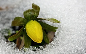 macro, flower, yellow, cold, spring