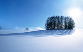 trees, nature, winter, snow