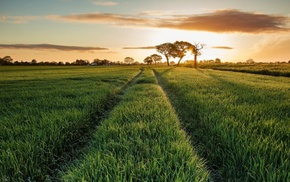 landscape, field, nature