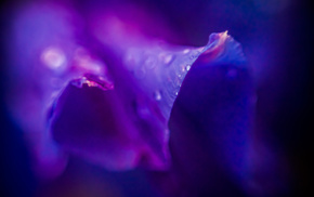 flower, macro, purple, drops, dew