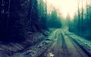 forest, mist, trees, dirty, road
