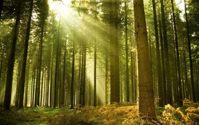 nature, landscape