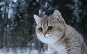 winter, cat