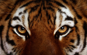 tiger, eyes, animals