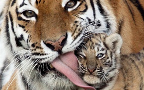 cubs, animals, tongues, tiger, baby animals