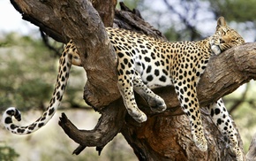 nature, jaguars, animals, leopard