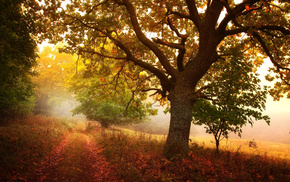 trees, nature, autumn, leaves
