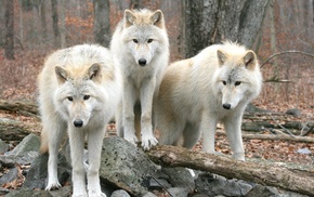 animals, wolf