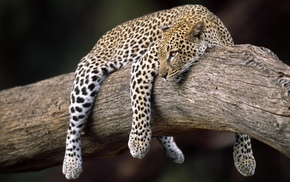 leopard, animals