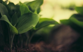 nature, macro, depth of field