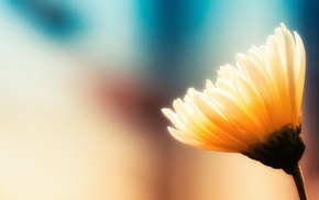 macro, flowers