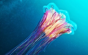 Medusa, jellyfish, underwater