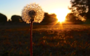 macro, nature, sunset