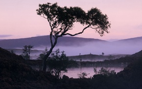 lake, mist, nature, trees