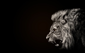 lion, black, animals