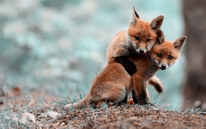 animals, fox, baby animals