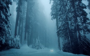 trees, cold, snow, winter, car