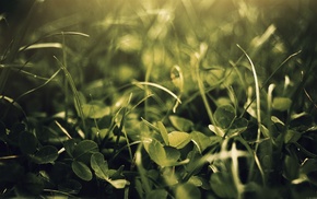 grass, macro
