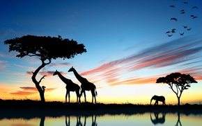 sunset, animals