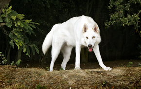 white, dog, animals, trees