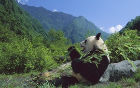 animals, nature