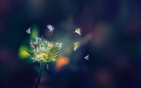 macro, nature