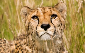 nature, animals, feline, cheetahs