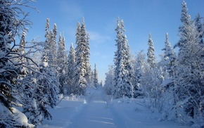 winter, snow, forest, trees