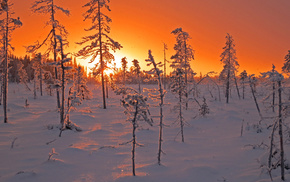 sunset, trees, forest, winter, Sun