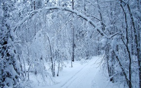 winter, evening, road, snow, forest