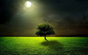 tree, grass, night, moon, nature