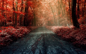 forest, road, trees