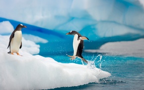 penguins, ice, animals, birds