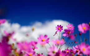 flowers, macro, motion blur
