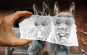 donkeys, animals